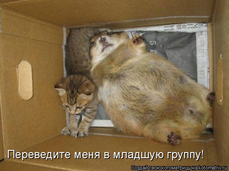 Переведите меня в младшую группу!... Котоматрица: Переведите меня в младшую группу!