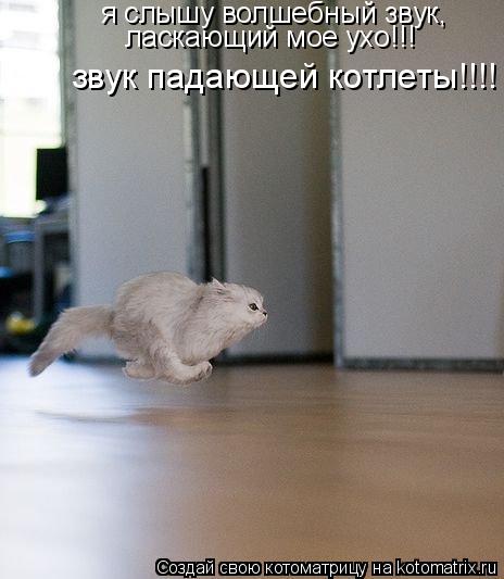 я слышу волшебный звук, ласкающий мое ухо!!! звук падающей котлеты!!!!... Котоматрица: я слышу волшебный звук, ласкающий мое ухо!!! звук падающей котлеты!!!!