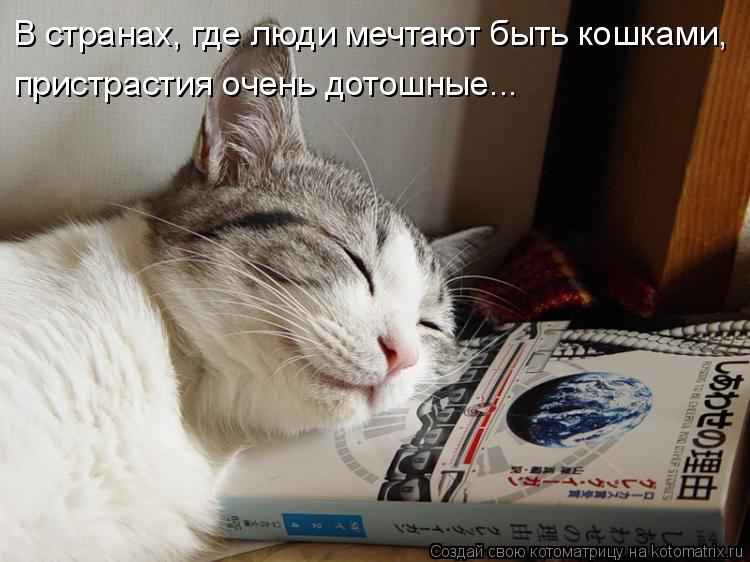 В странах, где люди мечтают быть кошками, пристрастия очень дотошные...... Котоматрица: В странах, где люди мечтают быть кошками, пристрастия очень дотошные...