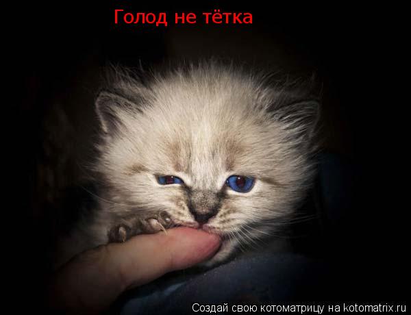 Голод не тётка... Котоматрица: Голод не тётка