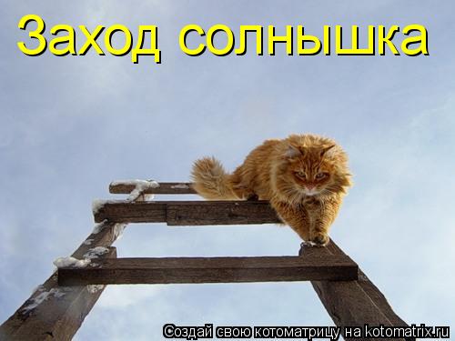 Заход солнышка... Котоматрица: Заход солнышка
