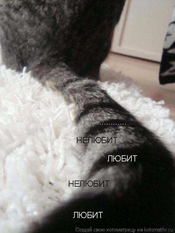 ЛЮБИТ НЕЛЮБИТ ЛЮБИТ НЕЛЮБИТ ................ Котоматрица: ЛЮБИТ НЕЛЮБИТ ЛЮБИТ НЕЛЮБИТ .............