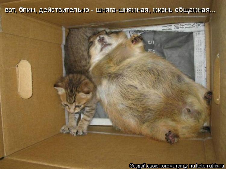 вот, блин, действительно - шняга-шняжная, жизнь общажная...... Котоматрица: вот, блин, действительно - шняга-шняжная, жизнь общажная...