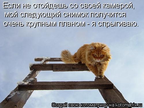 Если не отойдешь со своей камерой, мой следующий снимок получится очень крупным планом - я спрыгива... Котоматрица: Если не отойдешь со своей камерой, мой следующий снимок получится очень крупным планом - я спрыгиваю.