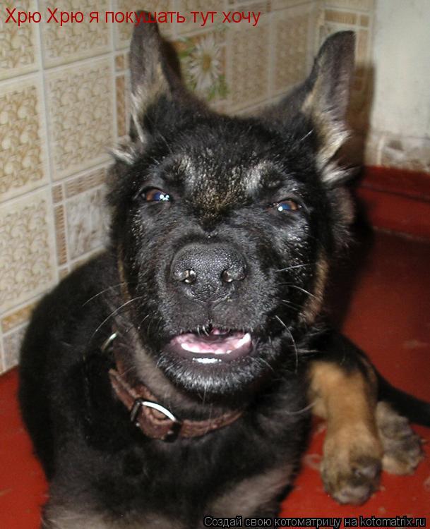 Хрю Хрю я покушать тут хочу... Котоматрица: Хрю Хрю я покушать тут хочу