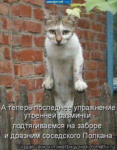 А теперь последнее упражнение утренней разминки - подтягиваемся на заборе и дразним соседского По... Котоматрица: А теперь последнее упражнение утренней разминки - подтягиваемся на заборе и дразним соседского Полкана