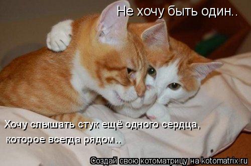 Не хочу быть один.. Хочу слышать стук ещё одного сердца, которое всегда рядом..... Котоматрица: Не хочу быть один.. Хочу слышать стук ещё одного сердца, которое всегда рядом..