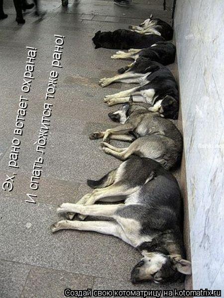 Эх, рано встает охрана! И спать ложится тоже рано!... Котоматрица: Эх, рано встает охрана! И спать ложится тоже рано!