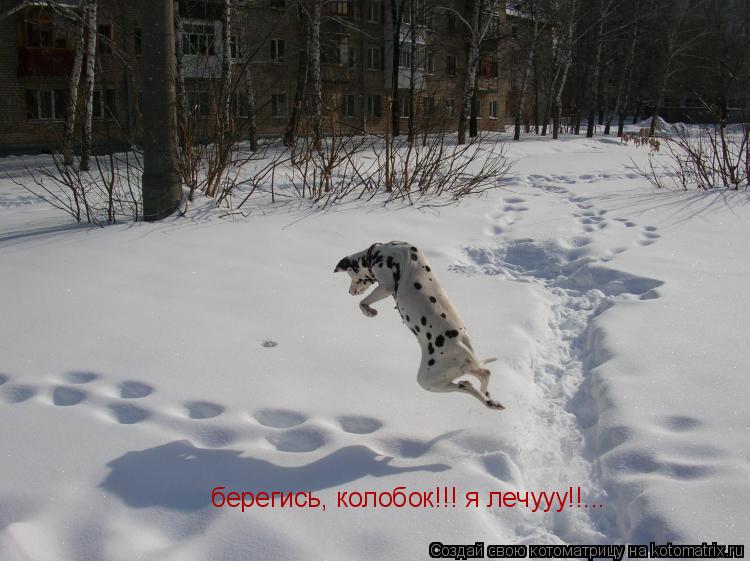 берегись, колобок!!! я лечууу!!...... Котоматрица: берегись, колобок!!! я лечууу!!...