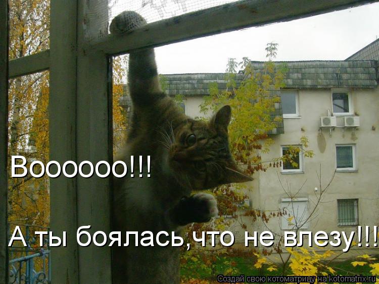 Воооооо!!! А ты боялась,что не влезу!!!!... Котоматрица: Воооооо!!! А ты боялась,что не влезу!!!!