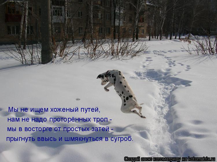 Мы не ищем хоженый путей, нам не надо проторённых троп - мы в восторге от простых затей - прыгнуть вв... Котоматрица: Мы не ищем хоженый путей, нам не надо проторённых троп - мы в восторге от простых затей - прыгнуть ввысь и шмякнуться в сугроб.