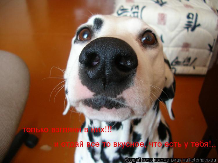 только взгляни в них!!! и отдай все то вкусное, что есть у тебя!..... Котоматрица: только взгляни в них!!! и отдай все то вкусное, что есть у тебя!..