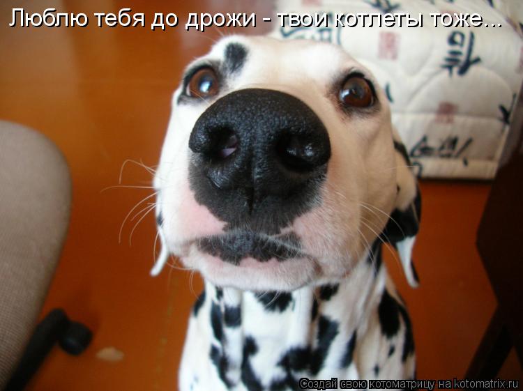 Люблю тебя до дрожи - твои котлеты тоже...... Котоматрица: Люблю тебя до дрожи - твои котлеты тоже...