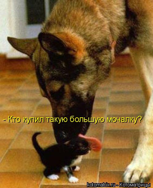 - Кто купил такую большую мочалку?... Котоматрица: - Кто купил такую большую мочалку?