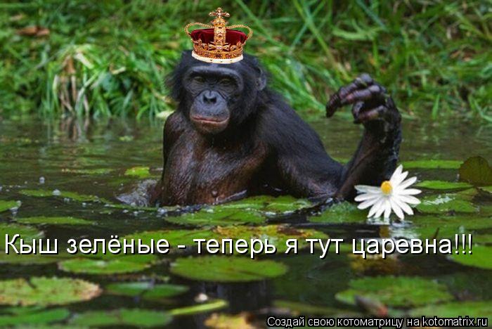 Котоматрица: Кыш зелёные - теперь я тут царевна!!!