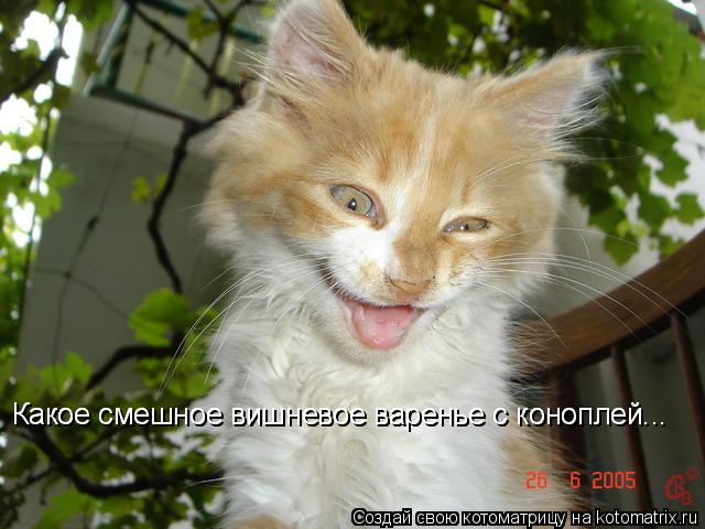 Котоматрица: Какое смешное вишневое варенье с коноплей... Какое смешное вишневое варенье с коноплей...