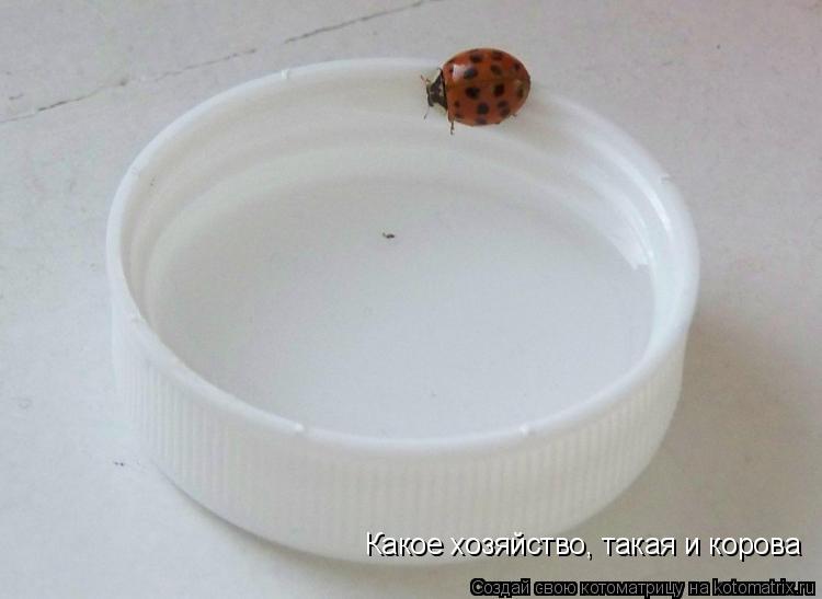 Котоматрица: Какое хозяйство, такая и корова