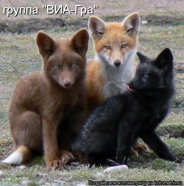 Котоматрица: группа "ВИА-Гра"
