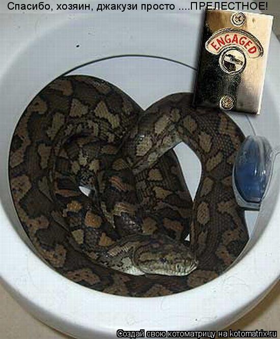 Котоматрица: Спасибо, хозяин, джакузи просто ....ПРЕЛЕСТНОЕ!