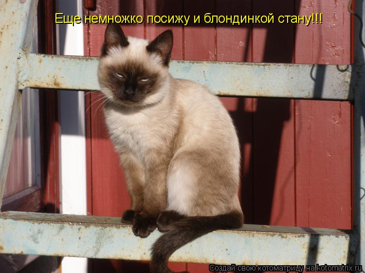 Котоматрица: Еще немножко посижу и блондинкой стану!!!