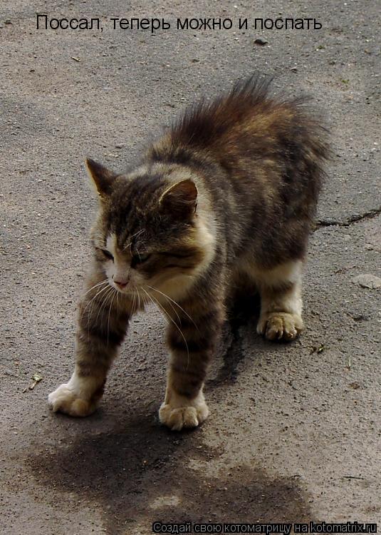 Котоматрица: Поссал, теперь можно и поспать
