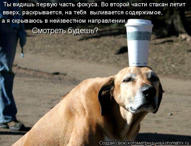 Котоматрица: Ты видишь первую часть фокуса. Во второй части стакан летит  вверх, раскрывается, на тебя  выливается содержимое,  а я скрываюсь в неизвестно