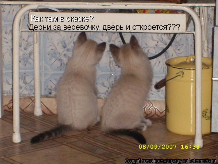 Котоматрица: Как там в сказке? Дерни за веревочку, дверь и откроется???