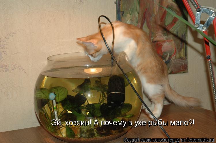 Котоматрица: Эй, хозяин! А почему в ухе рыбы мало?!