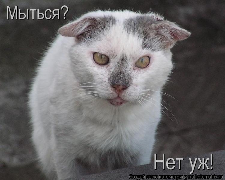 Котоматрица: Мыться? Нет уж!