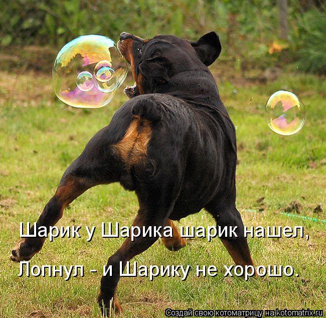 Котоматрица: Шарик у Шарика шарик нашел, Лопнул - и Шарику не хорошо.