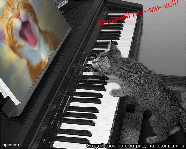 Котоматрица: Кошачий ре---ми--кс!!!