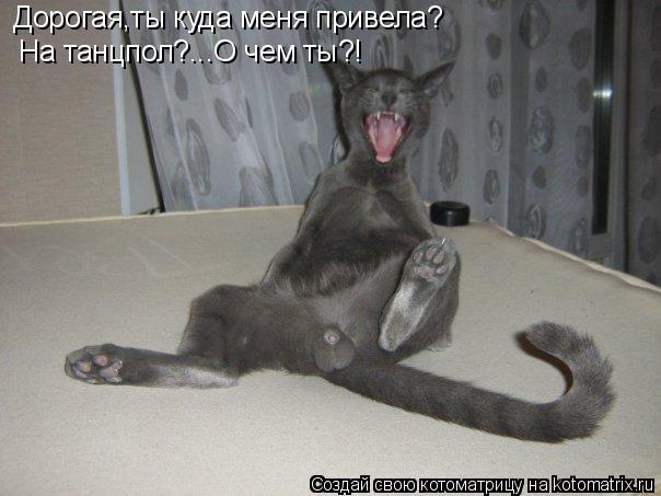 Котоматрица: Дорогая,ты куда меня привела? На танцпол?...О чем ты?!