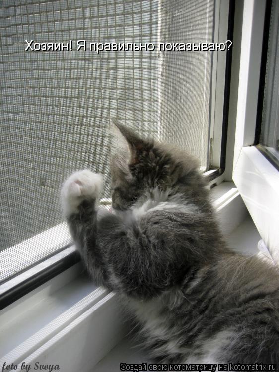 Котоматрица: Хозяин! Я правильно показываю?