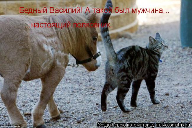 Котоматрица: Бедный Василий! А такой был мужчина... ...настоящий полковник.