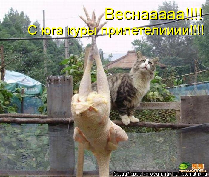 Котоматрица: Веснааааа!!!! С юга куры прилетелииии!!!!
