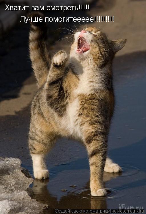 Котоматрица: Хватит вам смотреть!!!!! Лучше помогитеееее!!!!!!!!!