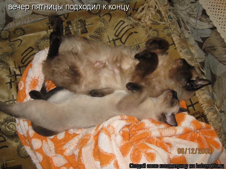 Котоматрица: вечер пятницы подходил к концу..