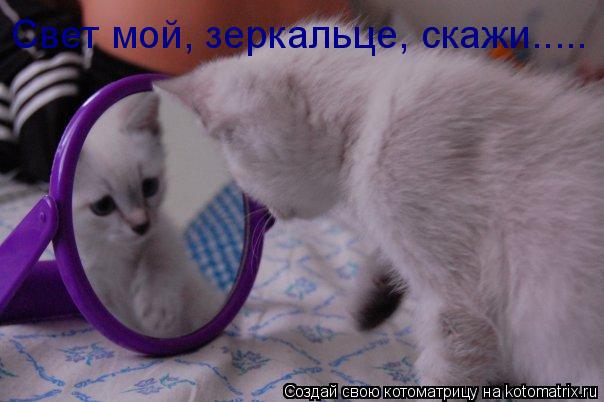 Котоматрица: Свет мой, зеркальце, скажи.....