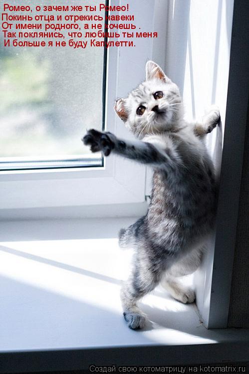 Котоматрица: Ромео, о зачем же ты Ромео! Покинь отца и отрекись навеки От имени родного, а не хочешь — Так поклянись, что любишь ты меня И больше я не буду 