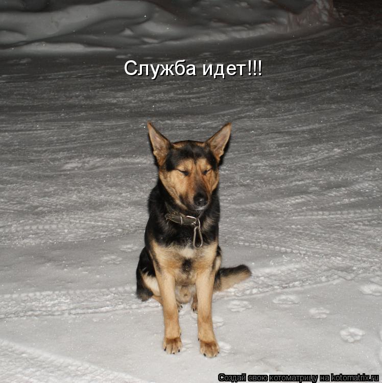 Котоматрица: Служба идет!!!