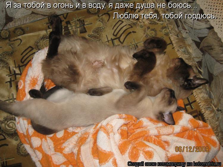 Котоматрица: Я за тобой в огонь и в воду, я даже душа не боюсь... Люблю тебя, тобой гордюсь.