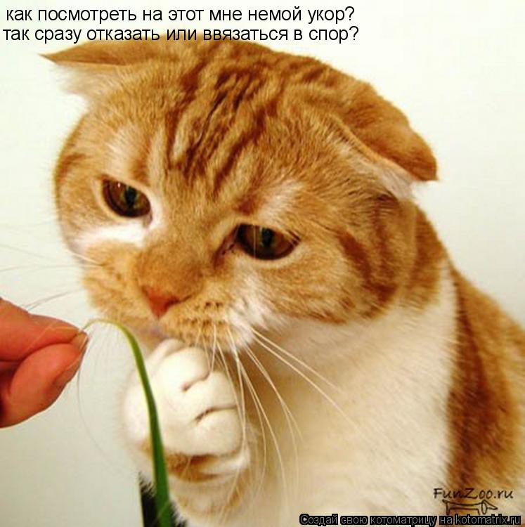 Котоматрица: как посмотреть на этот мне немой укор? так сразу отказать или ввязаться в спор?