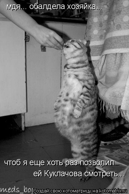 Котоматрица: мдя... обалдела хозяйка... чтоб я еще хоть раз позволил ей Куклачова смотреть...