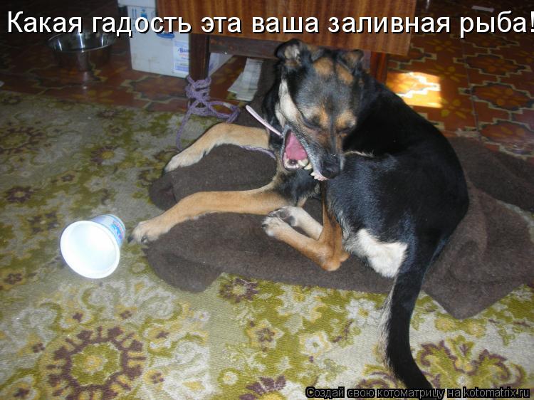 Котоматрица: Какая гадость эта ваша заливная рыба!!!