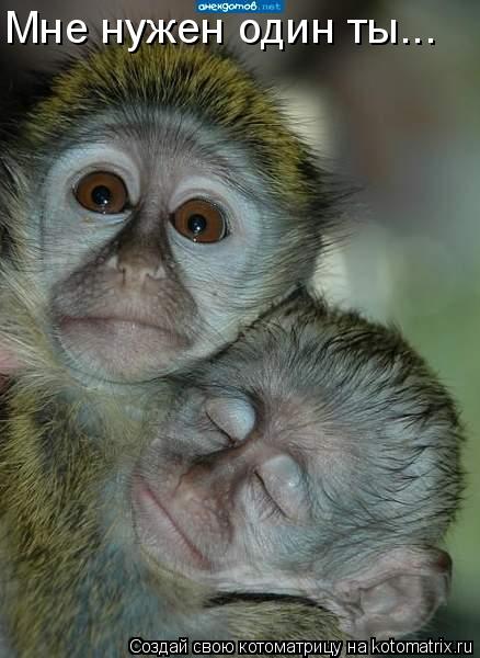 Котоматрица: Мне нужен один ты...