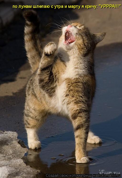 Котоматрица: по лужам шлепаю с утра и марту я кричу: "УРРРА!!!"