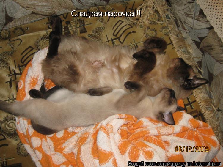 Котоматрица: Сладкая парочка!!!