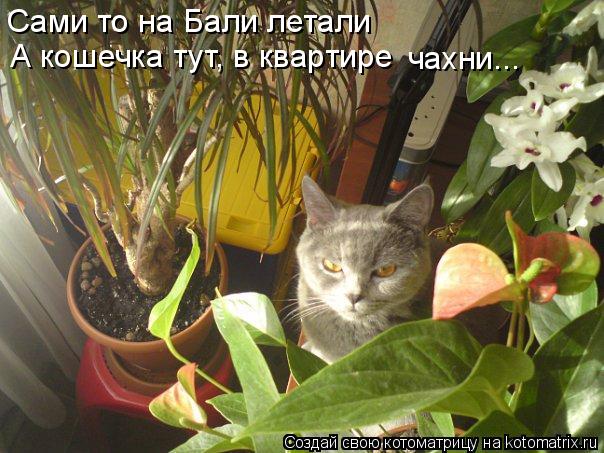 Котоматрица: Господи в туалет не дадут спокойно сходить... Сами то на Бали летали А кошечка тут, в квартире чахни...