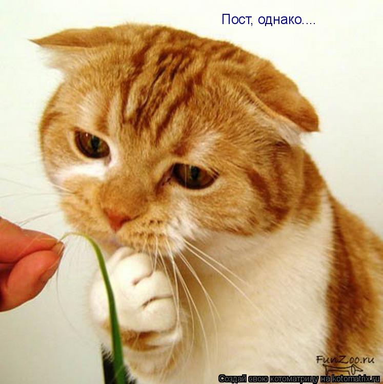 Котоматрица: Пост, однако....