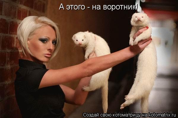 Котоматрица: А этого - на воротник!